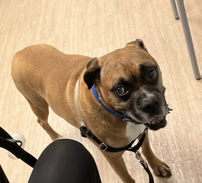 MedVet Pittsburgh Picture 6