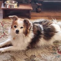 Hidden Valley Animal Clinic ico