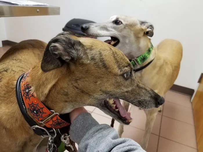 Hidden Valley Animal Clinic Picture 9