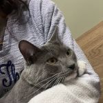 Bethel Park Animal Clinic