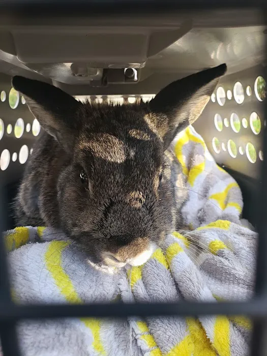 Bethel Park Animal Clinic Picture 5
