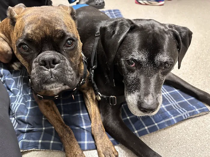 Bethel Park Animal Clinic Picture 7