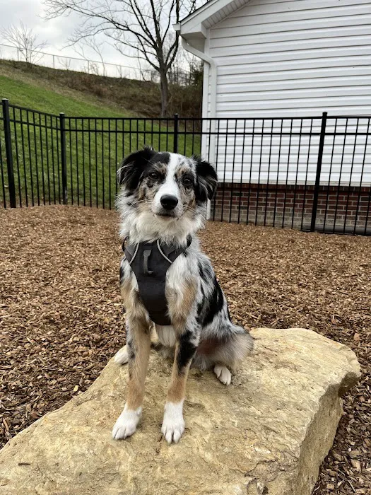 Bethel Park Animal Clinic Picture 10