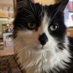 Rocky Point Animal Hospital
