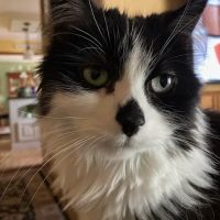Rocky Point Animal Hospital ico