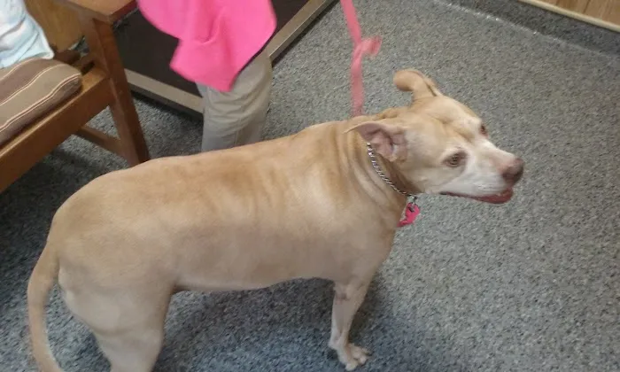 Rocky Point Animal Hospital Picture 2