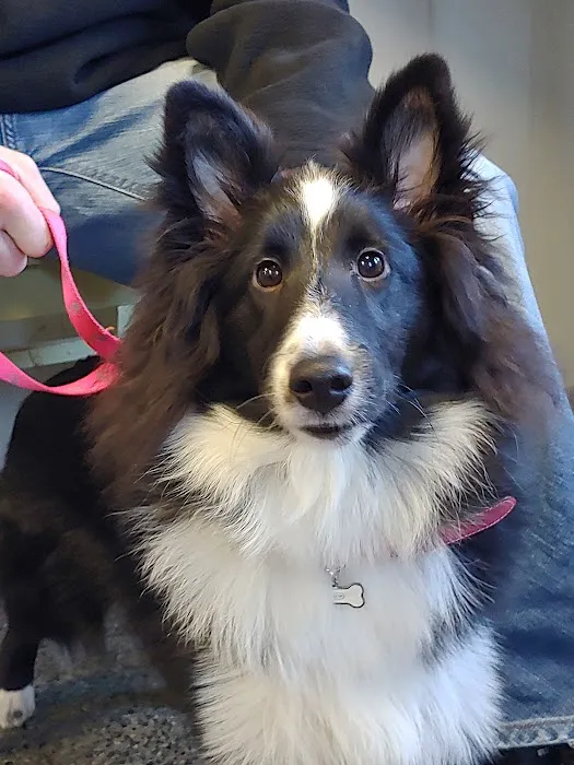 Rocky Point Animal Hospital Picture 6