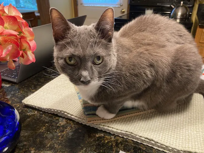 Rocky Point Animal Hospital Picture 8