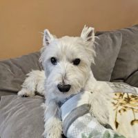 Integrative Veterinary Therapies, P.C. ico