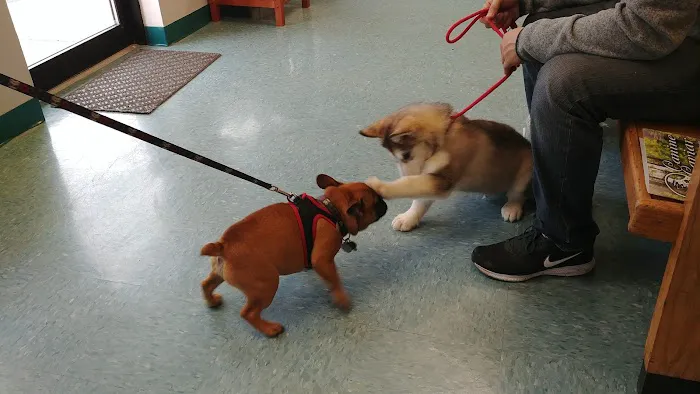 Integrative Veterinary Therapies, P.C. Picture 3