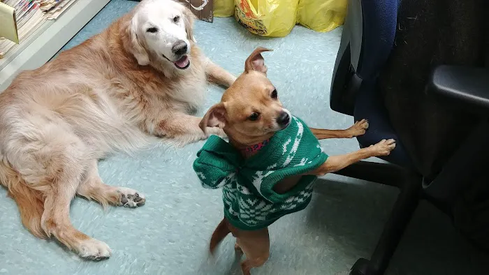 Integrative Veterinary Therapies, P.C. Picture 9