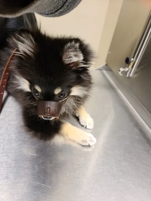 Ridgemont Animal Hospital Picture 1