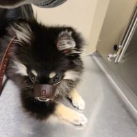 Ridgemont Animal Hospital ico