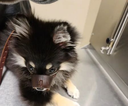 Ridgemont Animal Hospital