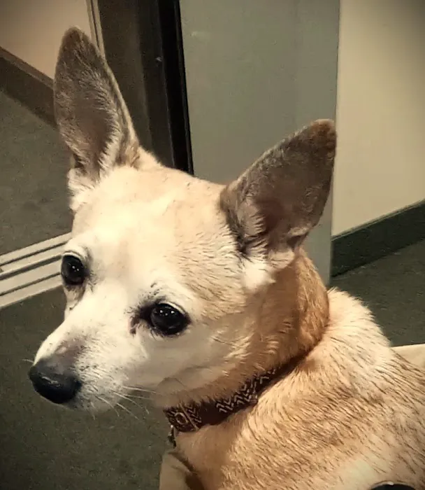 Ridgemont Animal Hospital Picture 10