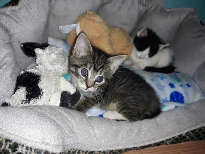 Clarkson Veterinary Hospital Picture 1