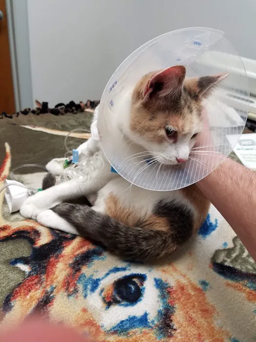 Ridge Animal Hospital Picture 3