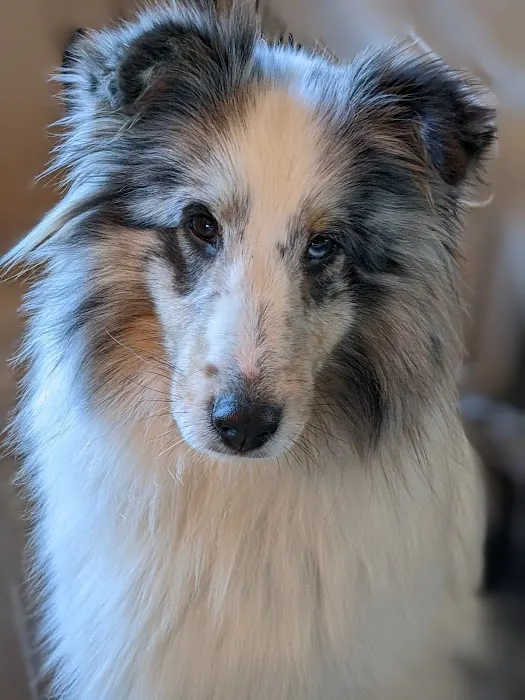 Ridge Animal Hospital Picture 8