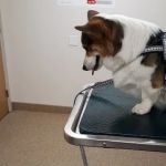Hilton Veterinary Care Hospital