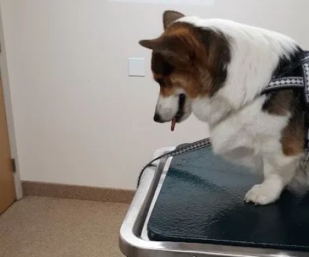 Hilton Veterinary Care Hospital