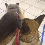 Apple Country Veterinary Hospital