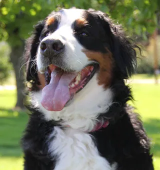 Apple Country Veterinary Hospital Picture 4