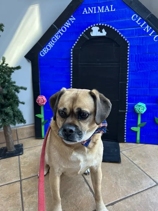 Georgetown Animal Clinic, PC Picture 3