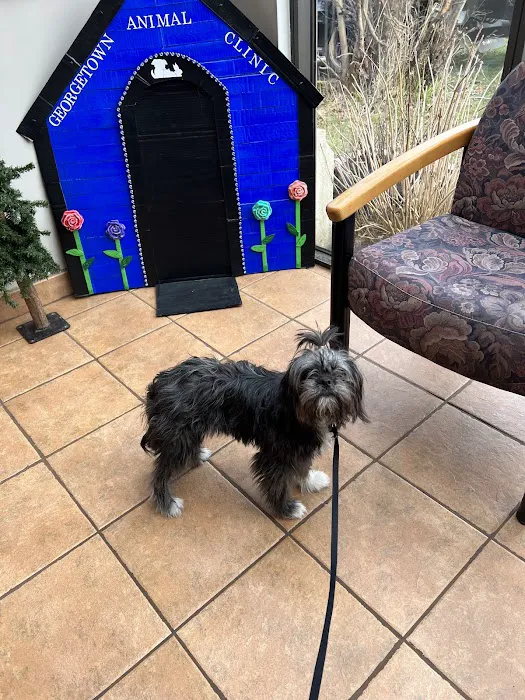 Georgetown Animal Clinic, PC Picture 7