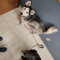 Amclare Veterinary Hospital ico