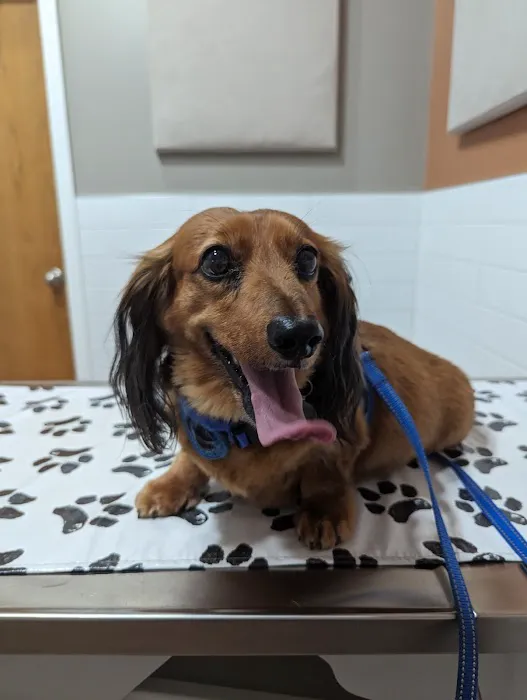 Cheektowaga Veterinary Hospital Picture 1