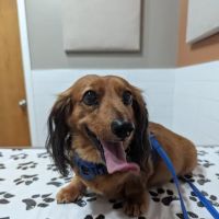 Cheektowaga Veterinary Hospital ico