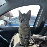 VIP Petcare Vaccination Clinic ico