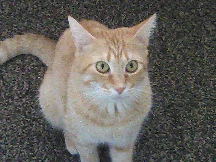 Town & Country Animal Clinic Picture 6