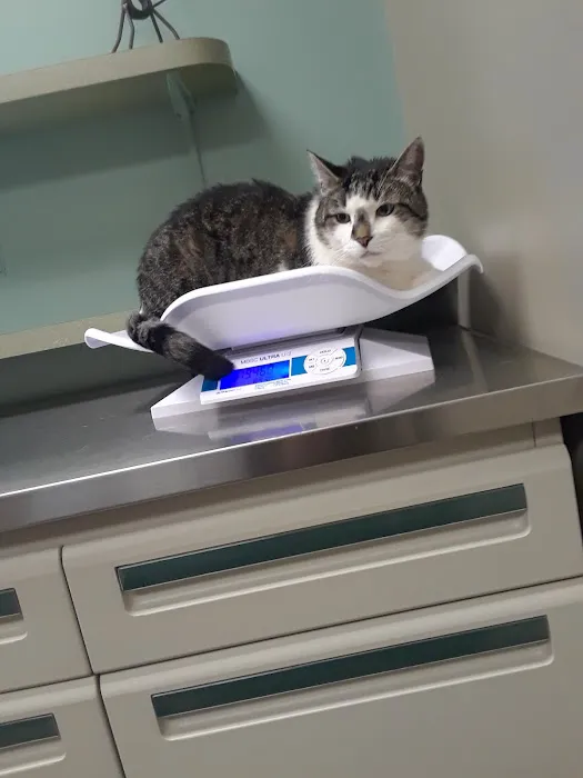 Town & Country Animal Clinic Picture 9