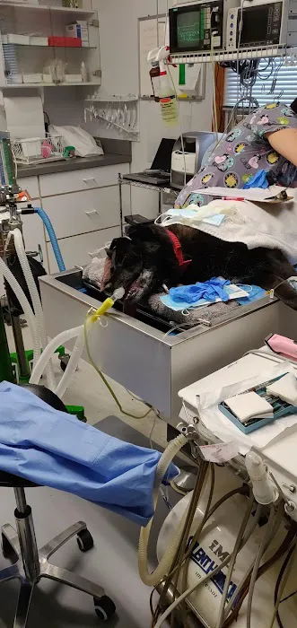 Amherst Small Animal Hospital Picture 5