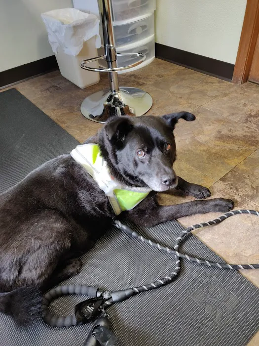Amherst Small Animal Hospital Picture 1