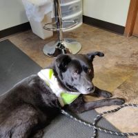 Amherst Small Animal Hospital ico