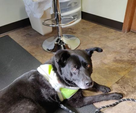 Amherst Small Animal Hospital