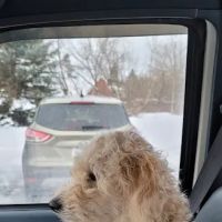 Millersport Small Animal Clinic ico
