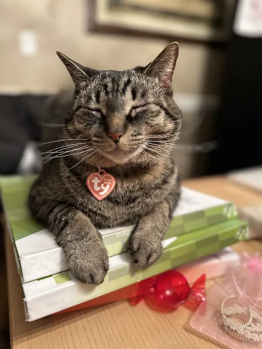 Summer Street Cat Clinic Picture 6