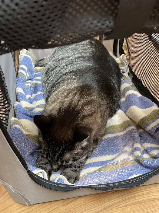 Summer Street Cat Clinic Picture 1
