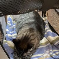 Summer Street Cat Clinic ico