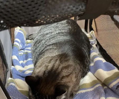 Summer Street Cat Clinic