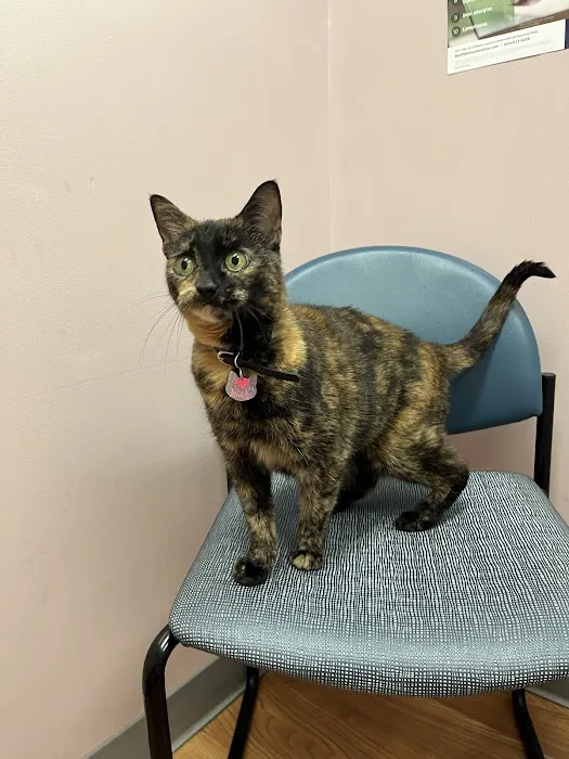 Summer Street Cat Clinic Picture 10