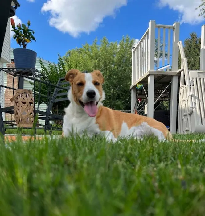 GrandView Animal Care Center Picture 8