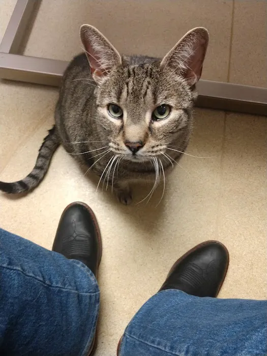 Southtowns Animal Hospital Picture 2