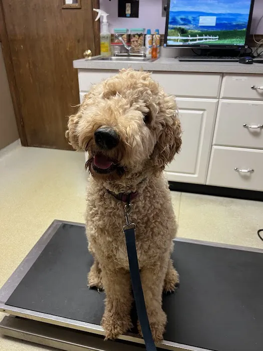 Southtowns Animal Hospital Picture 3