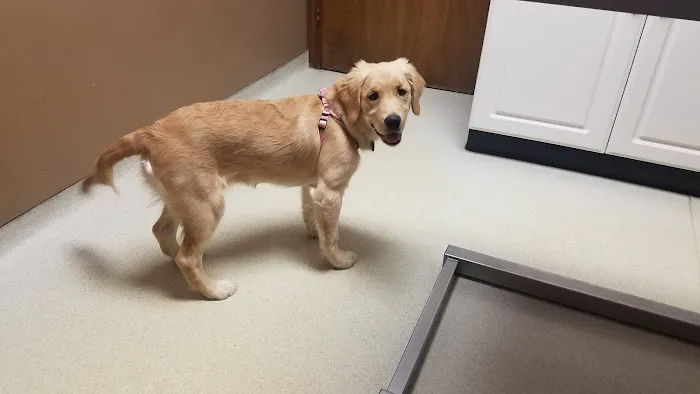 Southtowns Animal Hospital Picture 8