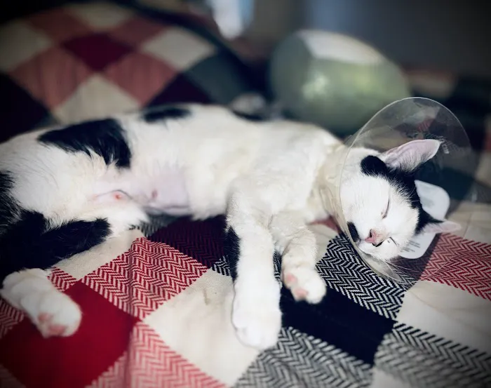 Operation Pets Spay/Neuter Picture 5