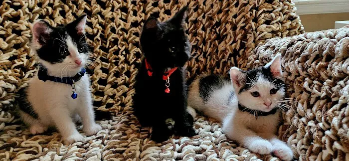 Operation Pets Spay/Neuter Picture 9